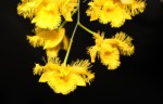 D.harveyanum květ.JPG