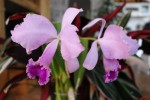 Cattleya triane.JPG