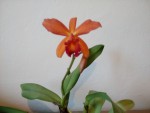 Laeliocattleya.jpg