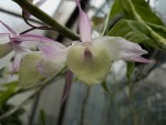 D. aphyllum.jpg