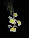 Dendrobium primulinum.jpg