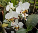 Phal. stuartiana.JPG