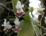 Phal. parishii.JPG