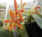 Phal. manii.v01.JPG