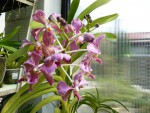 orchideje 341.jpg