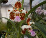 Vanda tricolor.JPG