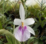 Miltonia spectabilis typ.JPG