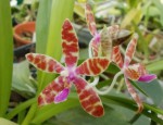 Phal. bastianii.JPG