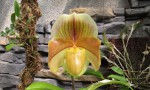 Paph..jpg