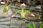 Paphiopedilum haynaldianum.jpg