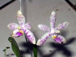 Phal lueddemannii.jpg