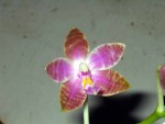 Phal pulchra.jpg