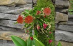 Lepanthes telipogoniflora.jpg