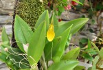 Restrepia brachypus yellow.jpg