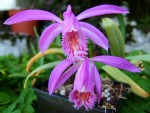 Pleione formosana Eugenie 2.JPG