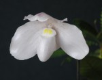 Paph. niveum.jpg