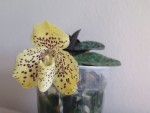 paph.wellesleyanum.jpg