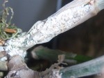 100_4656.JPG