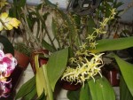 Eria javanica.jpg