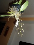 Dendrobium aggregatum 08.JPG