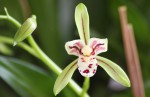 Cymbidium lancifolium.jpg