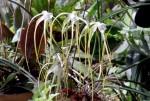 Brassavola cucullata.JPG