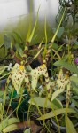 Brassia caudata.JPG