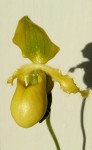 Paph. primulinum.jpg