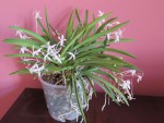 neofinetia falcata.jpg