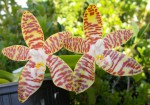 phal. amboinensis.JPG