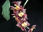 Ctsm tenebrosum x Ctsm denticulatum ORANGE.jpg