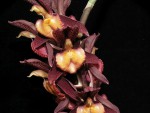 Ctsm tenebrosum x Ctsm denticulatum ORANGE_detail.jpg