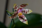 Phal.fasciata.jpg