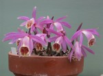 Pln.-Rakaka-'Shot-Silk'-pot.jpg