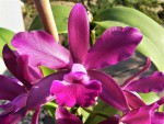 C.Bactia.jpg