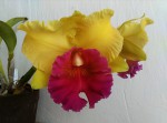 Blc_Arom_Gold 2018.09.22.jpg