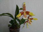 Odontoglossum grande 2018.09.22.jpg