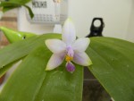 phal. violacea.jpg