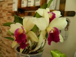 cattleya hybr..jpg