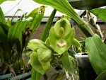 Catasetum pileatum.jpg