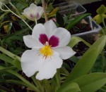 Miltoniopsis Herr Alexander .JPG