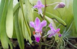 Phal. pulcherrima..JPG