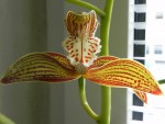 Cymbidium erythraeum (2) – kopie.JPG