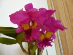 Blc.King of Taiwan.jpg