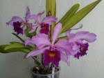 Cattleya Andreana.jpg