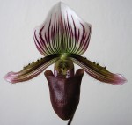 Paph. nigritum.jpg