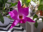 Laelia gouldiana.JPG