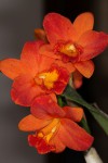 IMG_0430  Pot. Shinfong Orange.jpg