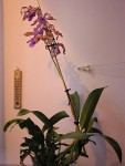 Laelia grandis x Sch. tibicinis.jpg