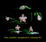 Phal. (amabilis x tetraspis #C1) x tetraspis #C1.jpg